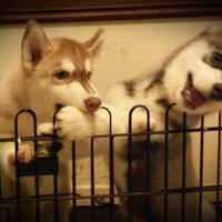 new-siberian-husky-lovers---read-page-1-for-update---part-2