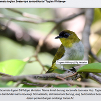 spesies-burung-baru-di-indonesia-temuan-dari-tahun-2008-2012