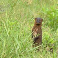 wildlife-fotografi