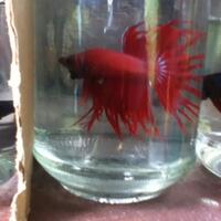 cupang-hias-ask--sharing---part-3