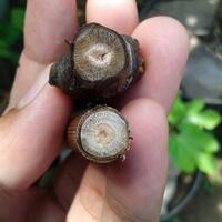 kampung-anggur----part-1