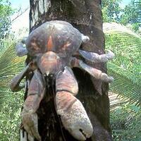 giant-bug-series---kenalan-ama-serangga-serangga-raksasa-dari-berbagai-belahan-dunia
