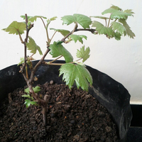 kampung-anggur----part-1