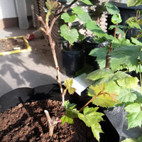 kampung-anggur----part-1