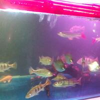 peacock-bass-reloaded-cream---part-1