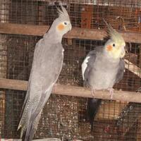 8776877698299829-penggemar-cockatiel---falck---parkit-australi-9829982987768776