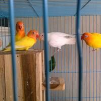 lovebird-lovers