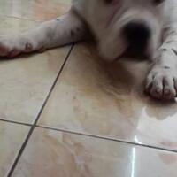 share-all-about-american-bully