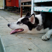 new-siberian-husky-lovers---read-page-1-for-update---part-2