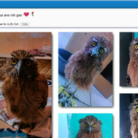 thread-khusus-burung-hantu-owl-kaskus---part-5