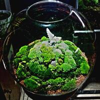 share-terrarium