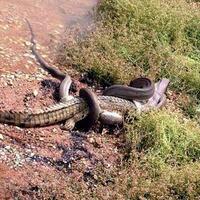 ular-python-vs-buaya