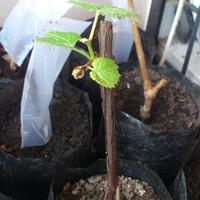 kampung-anggur----part-1