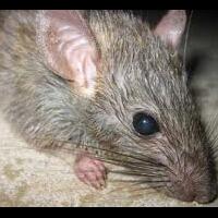 bagi-anda-penggemar-fried-chicken-mohon-baca-ini