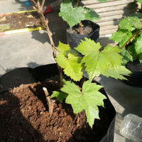 kampung-anggur----part-1