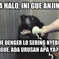 kedinginan-anjing-kecil-hangatkan-diri-di-depan-kompor