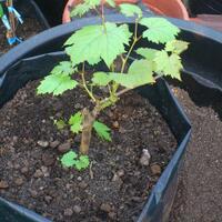 kampung-anggur----part-1