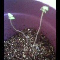 dilarang-bikin-thread-baru-mau-tanya-tentang-tanaman-masuk-sini-saja