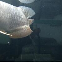 arowana--new-thread