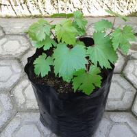 kampung-anggur----part-1