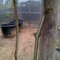 kampung-anggur----part-1