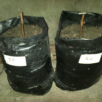 kampung-anggur----part-1