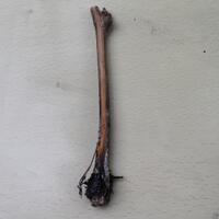 kampung-anggur----part-1