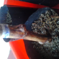 kampung-anggur----part-1