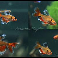 pasar-ikan-hias-gunung-sari-surabaya