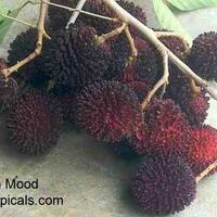 7-jenis-rambutan-terbaik-dari-indonesia