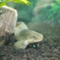 polypterus-aka-palmas-lounge-part-ii-ask-sharing--post-your-bichir-here---part-1