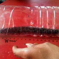 kelabang-lipan--raksasa--ditemukan-merambat-di-mapolres-malang