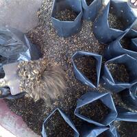 kampung-anggur----part-1