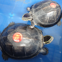 para-kura-kura-atau-dan-penyu-kecil-nan-mungil-ini-bisa-bikin-agan-tersipu-malu