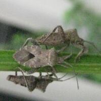 dilarang-bikin-thread-baru-mau-tanya-tentang-tanaman-masuk-sini-saja