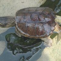 para-kura-kura-atau-dan-penyu-kecil-nan-mungil-ini-bisa-bikin-agan-tersipu-malu