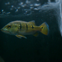 peacock-bass-reloaded-cream---part-1