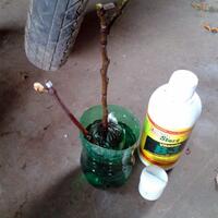 kampung-anggur----part-1