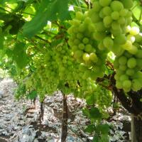 kampung-anggur----part-1