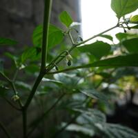 ayo-bertanam-cabe---hot--eksotis---part-1