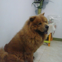 chowchow-lovers