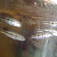 peacock-bass-reloaded-cream---part-1