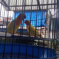 lovebird-lovers