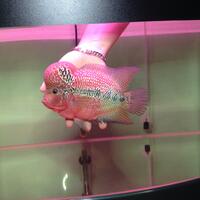 new-all-about-louhan