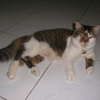 share-dimari-gan-berapa-banyak-kucing-yang-ente-punya-ane-punya-14