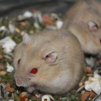 new-hamster-lovers---part-2