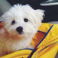 maltese-lovers-come-in