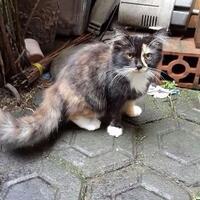 dicari-kucing-ras-harga-oke