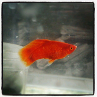 molly--guppy--platty--swordtail--dan-sejenisnya--masuk-ya-gan