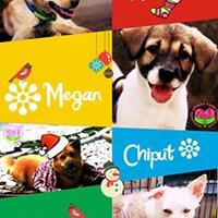 surabaya-animal-care-center-sacc